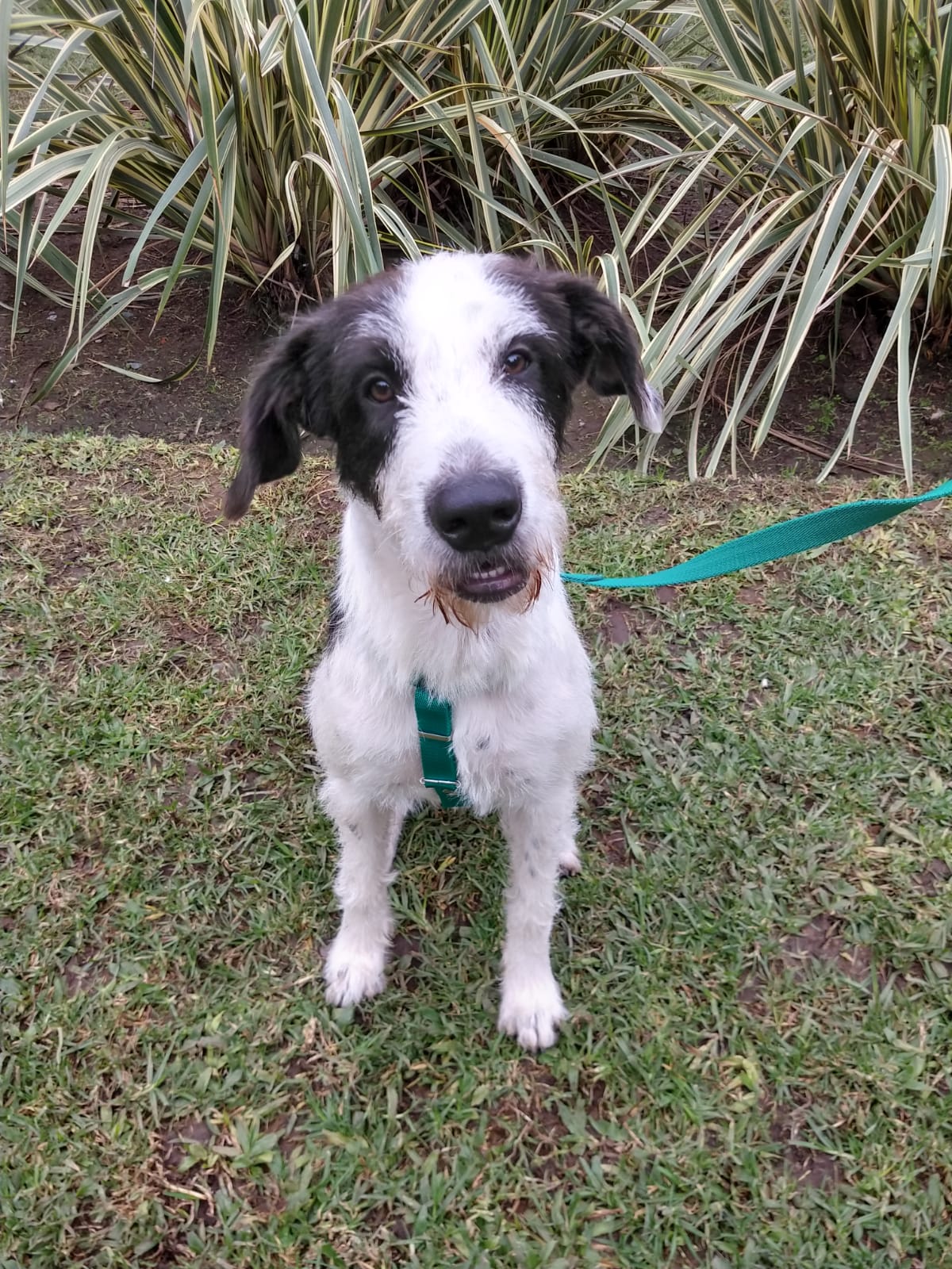 ¿Tu perro es escapista?